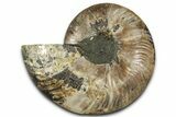 Cut & Polished Ammonite Fossil (Half) - Madagascar #359551-1